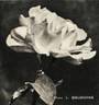Madame L. Dieudonné rose photo