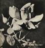 Andrée Palthey rose photo