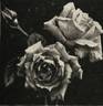 Sandar rose photo