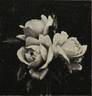 Québec rose photo
