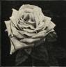 Dame Edith Helen rose photo