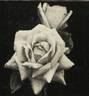 Evian Cachat rose photo