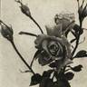 Golden State rose photo