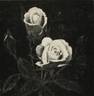 La Rose d'Or Soeur Thérèse rose photo