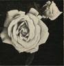 Mrs. Henry Morse rose photo