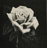 Souvenir d'Emmanuel Buatois rose photo