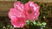 Deborah rose photo