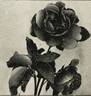Madame Henri Guillot, Cl. rose photo