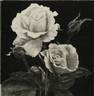 Climbing Talisman rose photo