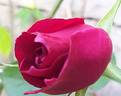 Étoile de Hollande, Cl. rose photo