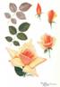 Comtesse Vandal rose photo