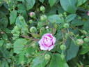 Spectabilis rose photo