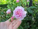 Spectabilis rose photo