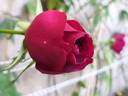 Étoile de Hollande, Cl. rose photo