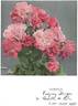 Heidekind rose photo