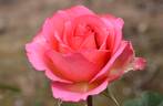 Mondiale ® rose photo