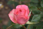 Mondiale ® rose photo