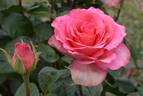 Mondiale ® rose photo