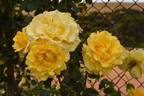 Gold Bunny, Cl. rose photo