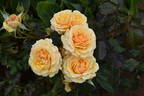 Amber Queen ® rose photo