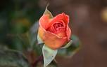 Tzigane rose photo