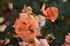 Vesper rose photo