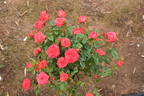 Cuddles rose photo