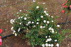 Gourmet Popcorn rose photo