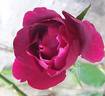Étoile de Hollande, Cl. rose photo