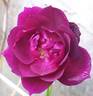 Étoile de Hollande, Cl. rose photo