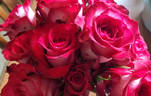 Dark Lulu ® rose photo