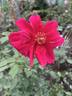 Bhavani Nymph™ rose photo