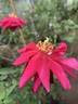 Bhavani Nymph™ rose photo