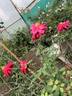 Bhavani Nymph™ rose photo