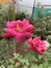 Bhavani Nymph™ rose photo