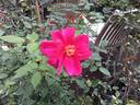 Bhavani Nymph™ rose photo