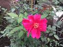 Bhavani Nymph™ rose photo