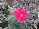 Bhavani Nymph™ rose photo