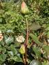 Diana Allen rose photo