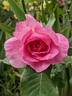 Diana Allen rose photo