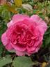 Diana Allen rose photo