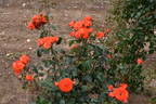 Caid rose photo