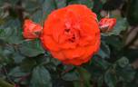 Caid rose photo