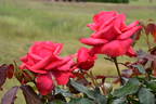 Paddy McGredy rose photo