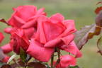 Paddy McGredy rose photo