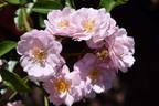 Gytha of Wessex rose photo
