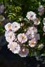 Gytha of Wessex rose photo