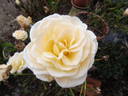 Téléthon ® rose photo