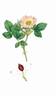 <i>Rosa borreri</i> Woods rose photo