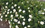 Sungirl rose photo